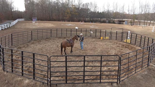 Mocha Day 8: Grooming, Tacking & additional Desensitizing