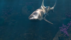 SHARK!!
