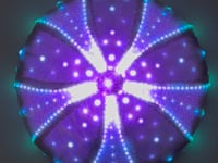 Enlighted Echinoderm