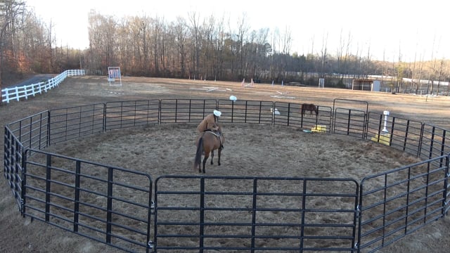 Mocha Day 10: Building Mocha's confidence while mounting