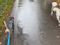 Oscar Video