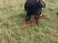 Pixie Video
