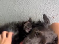 Pixie Video