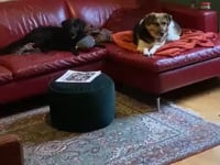Pixie Video