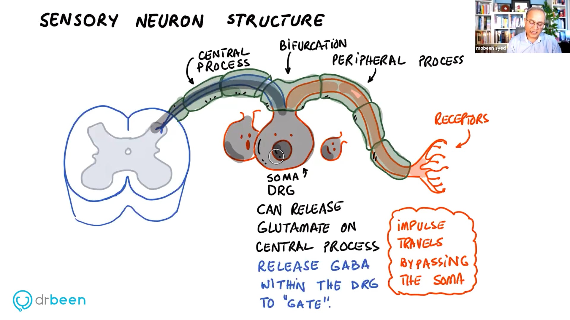 Neuropathic Pain and The Role of Sensory Ganglion (Pain Part 3)