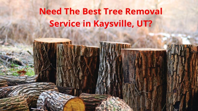 ⁣Timber Cuts Tree Removal Service in Kaysville, UT