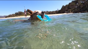 Sporty Pawks - Anti-Slip, Waterproof Dog Socks Australia Dispatch