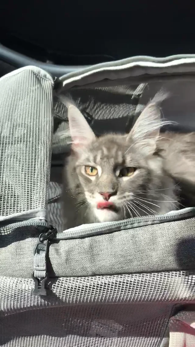 The Navigator Earth Convertible Cat Backpack - For Adventurous Cats