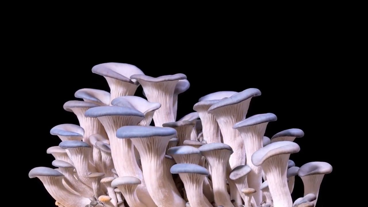 https://i.vimeocdn.com/video/1768394068-a86b6028efcf78d559be35136a3641ad89276e9029f61511f84bb88443b35fda-d