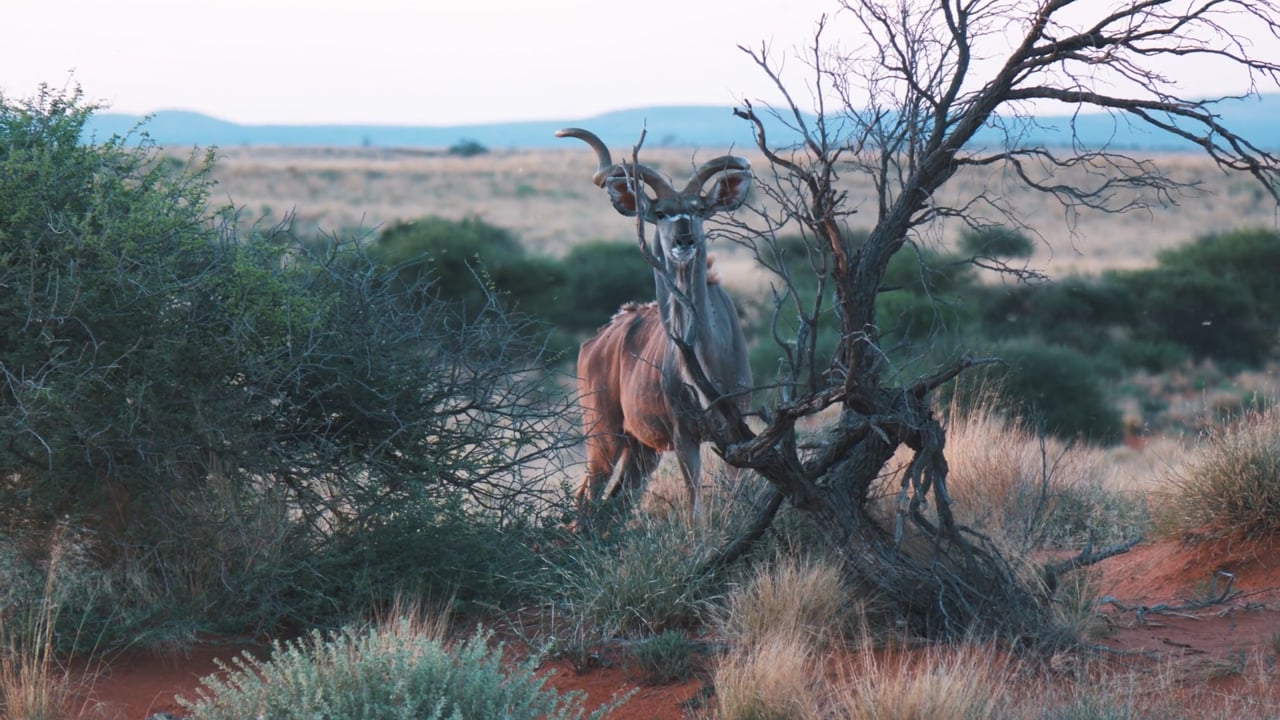 Broken Horn Kudu