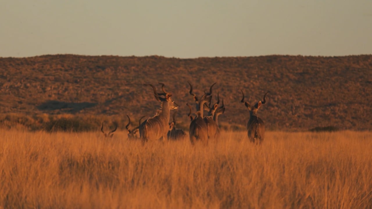 Kudu herd
