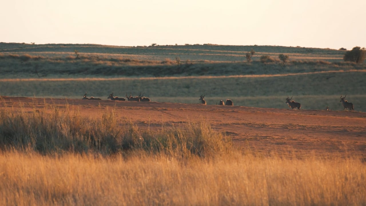 Kudu Bulls