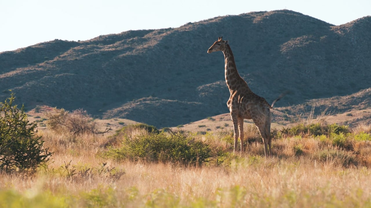Majestic Giraffe