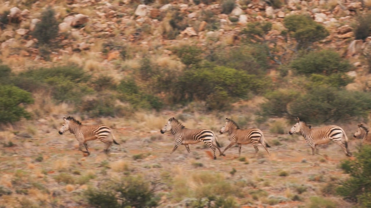 Mountain Zebra