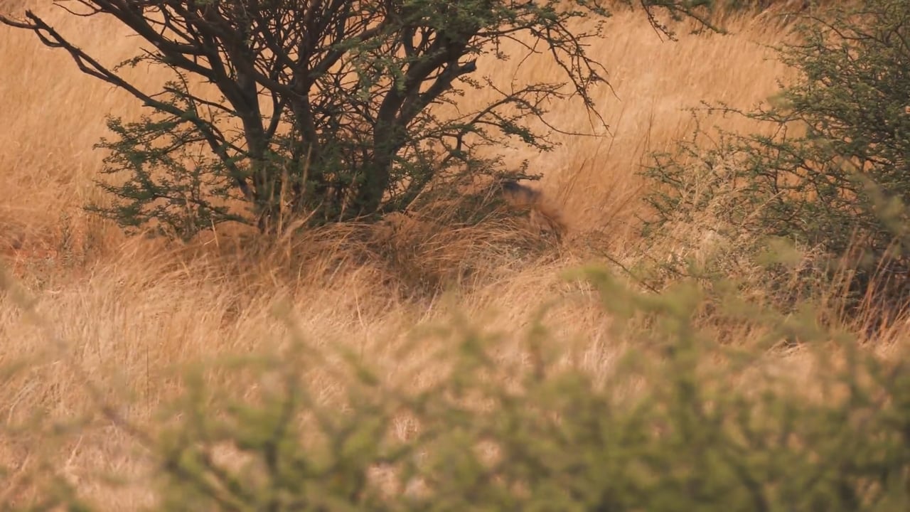 Spot the Lions