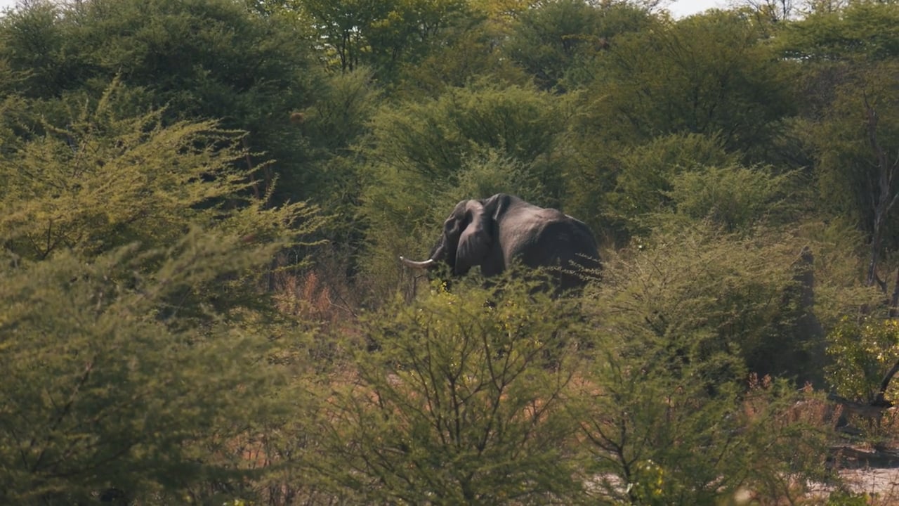 Massive Elephant
