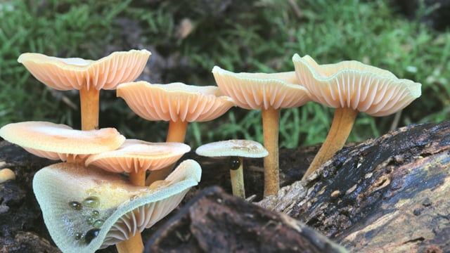 Trailer For Fungi: The Web of Life