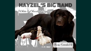 Hayzel's Big Band Era