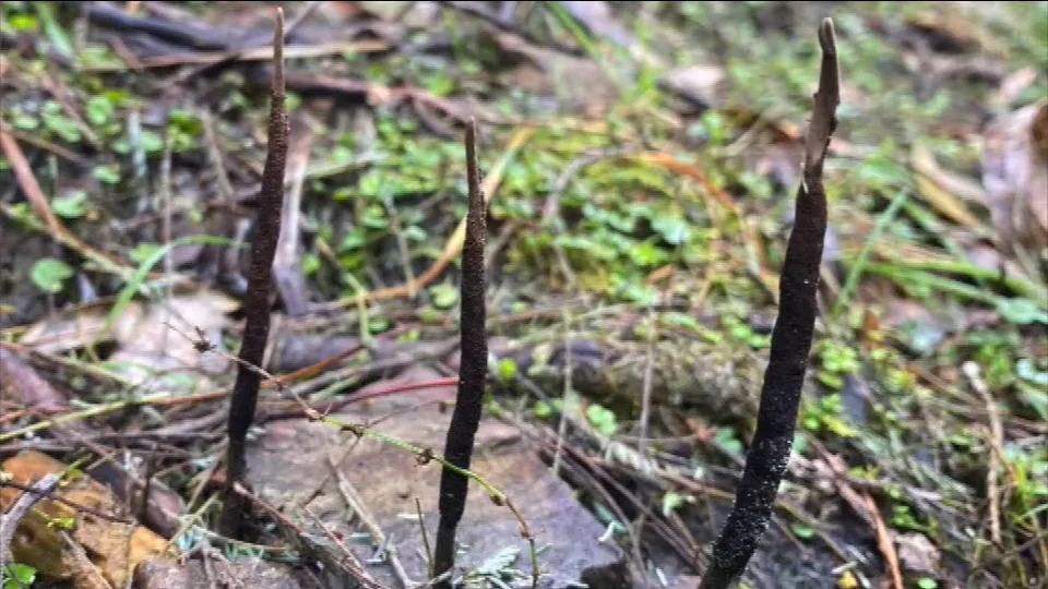 NZ's Fungus of the Year 2026 — Science Learning Hub