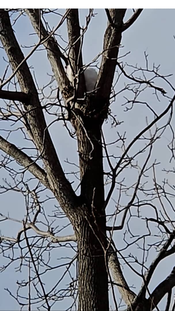 CAT IN TREE RESCUE on Vimeo