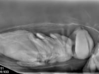 Newswise:Video Embedded gentle-x-ray-imaging-of-small-living-specimens