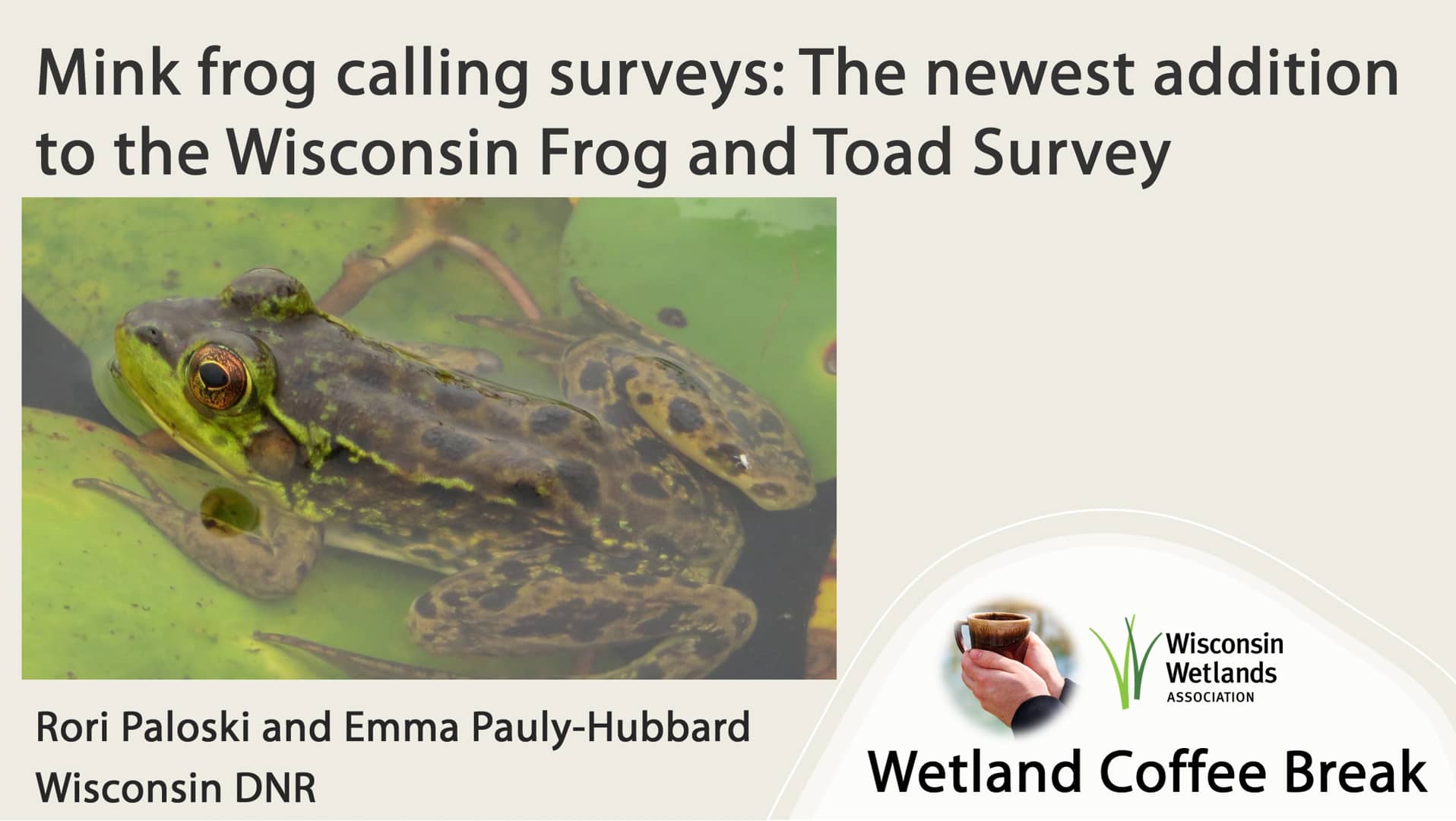 Mink frog calling surveys The newest addition to the Wisconsin Frog