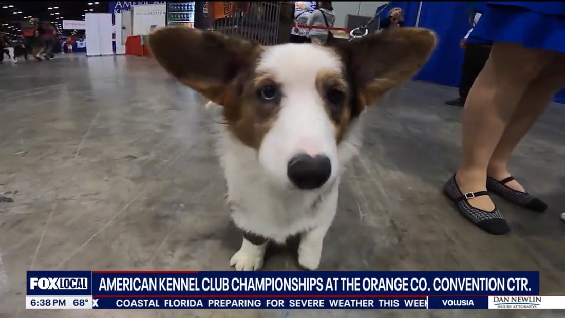 FOX 35 | AKC National Championships 2023 with David Martin