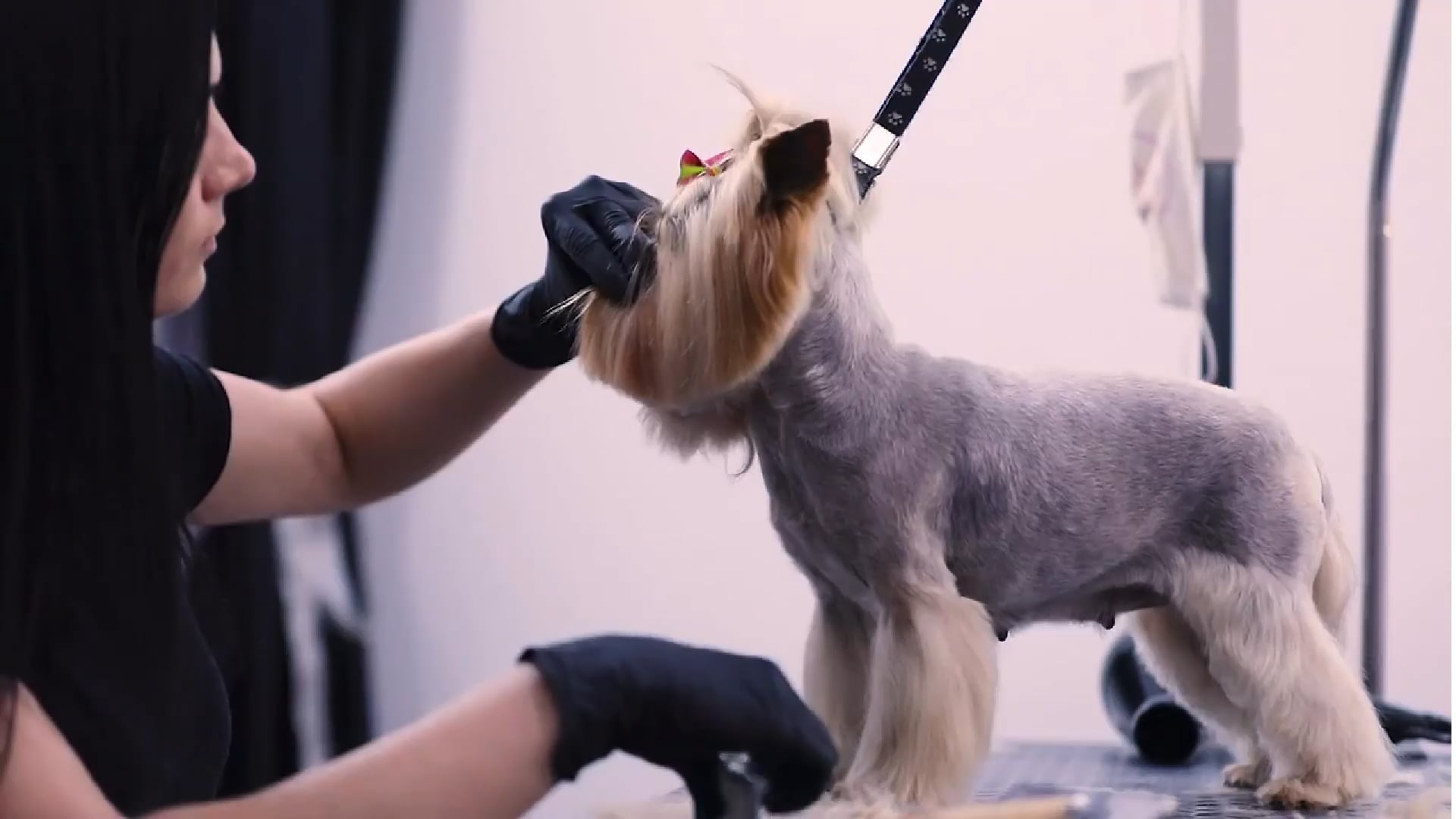 Kelly's cuts mobile dog 2024 groomer