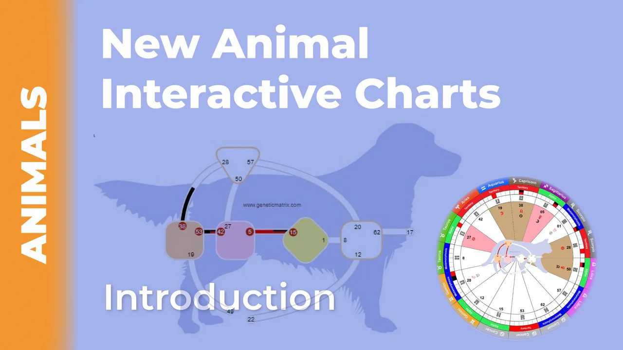Animal Interactive on Vimeo