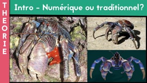 Apprendre à tout dessiner 4 - Insectes, arachnides et crustacés
