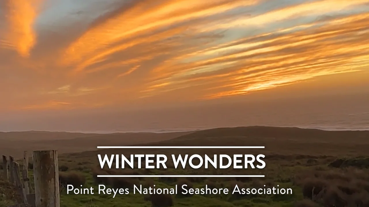 Winter Wonders: Point Reyes National Seashore on Vimeo