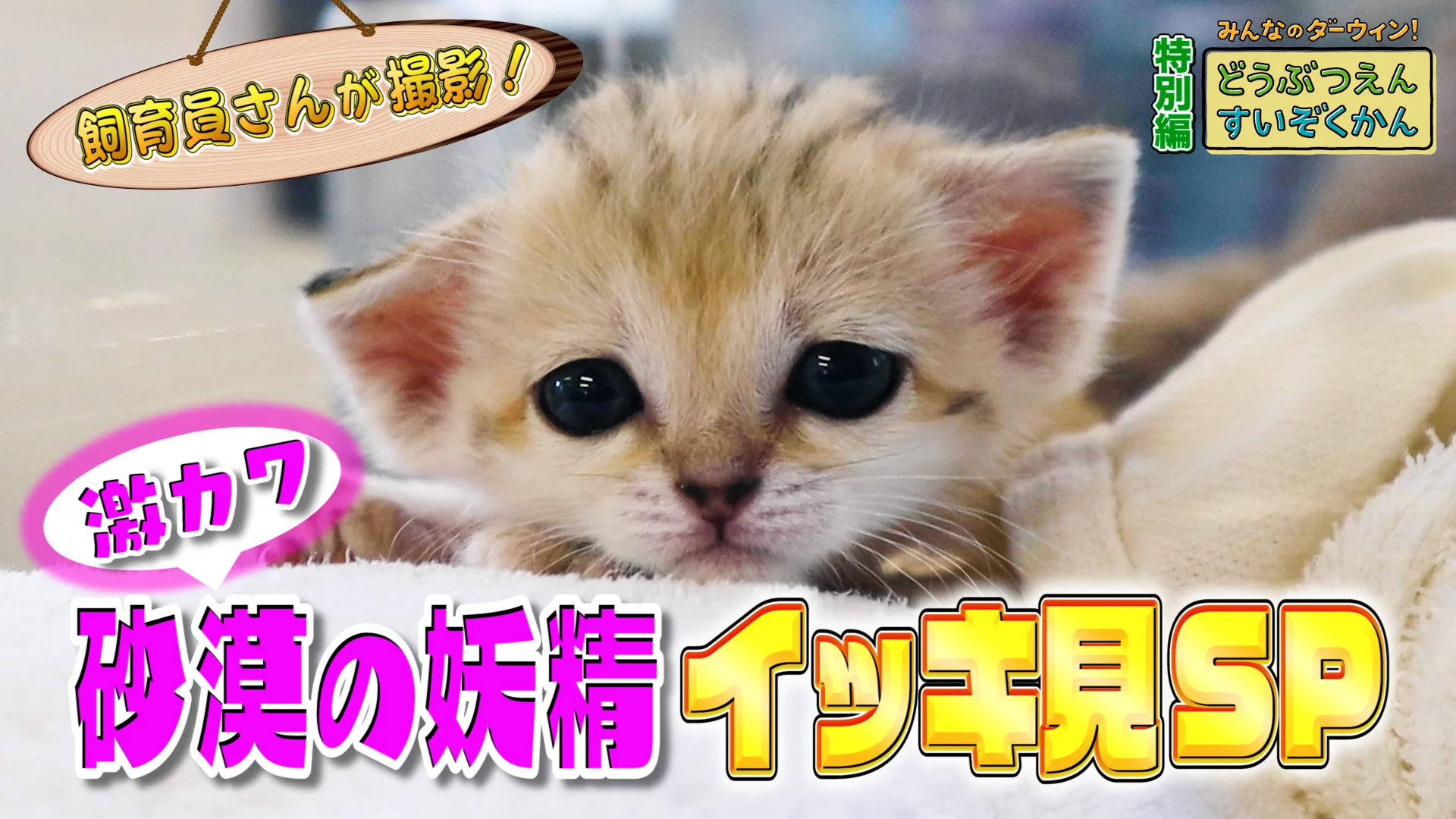 世界最小級 “砂漠の天使” スナネコ（アミーラ）の魅力とは？〜那須