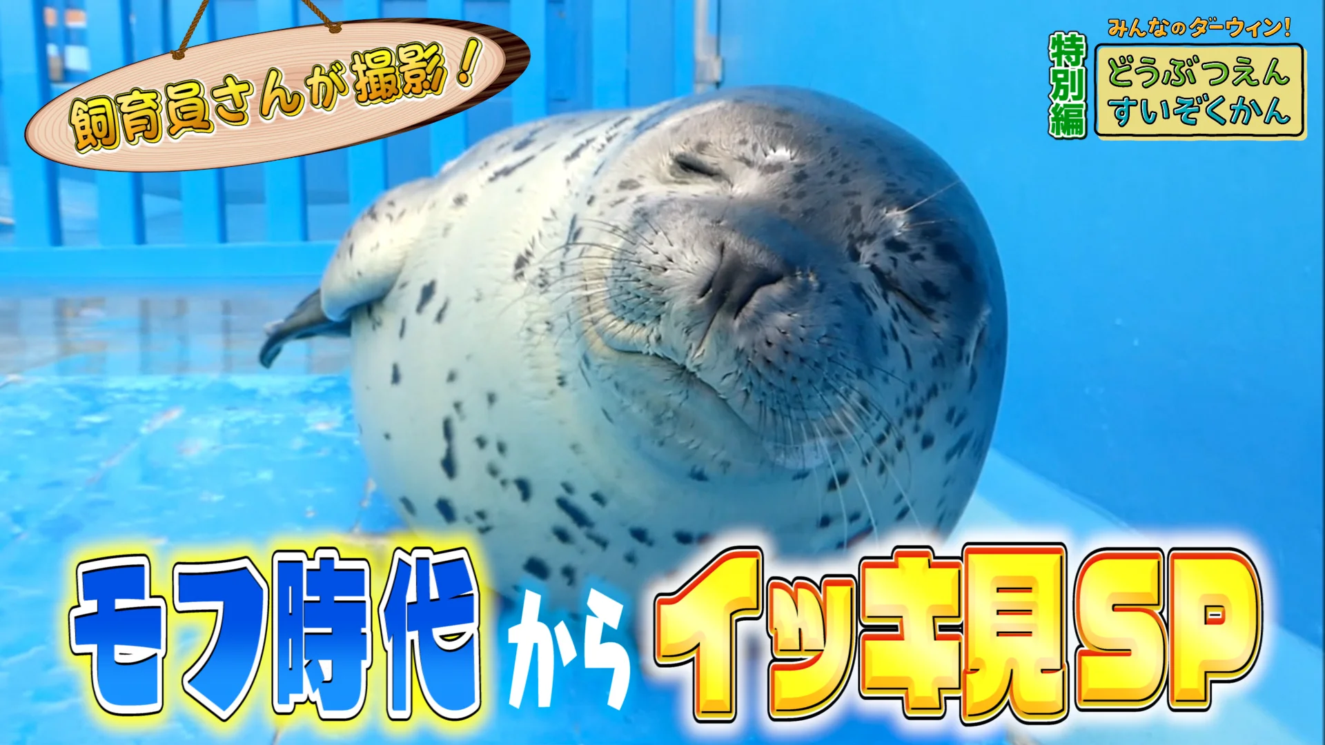 寝姿にキュン！ゴマフアザラシ・ルン太〜伊勢シーパラダイス〜みんなの