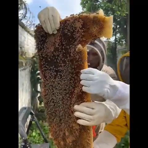 https://i.vimeocdn.com/video/1773938204-12ae97148d011d718bf417ff51e768994d2457e7733527c6e3f2a80fba1efa91-d
