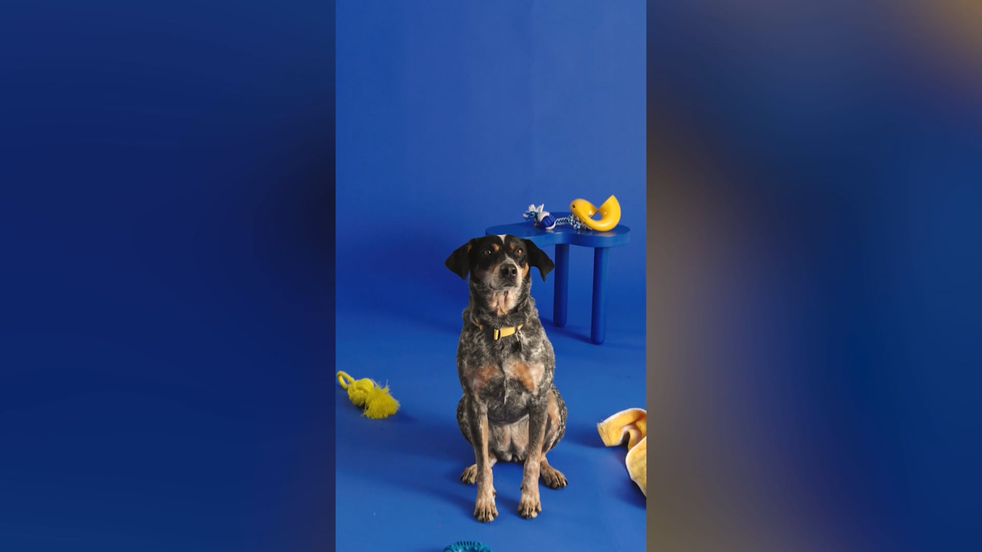 Pedigree | The Good Life | Tiki