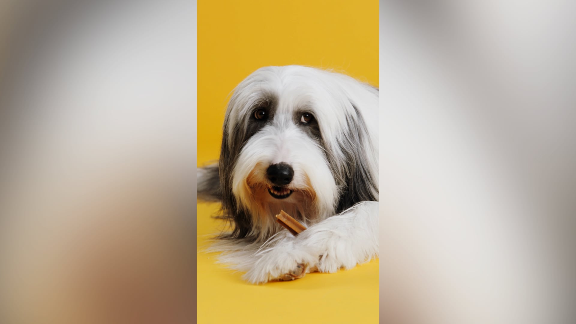 Pedigree | The Good Life | Rugby