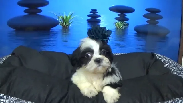 Shichon hypoallergenic sales