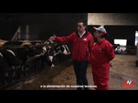 Terneras felices para granjas más rentables