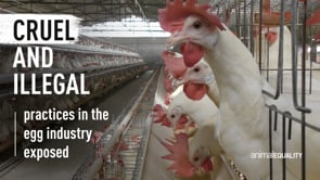 Who Is Behind a Carton of Eggs? Exposing India’s Egg Industry