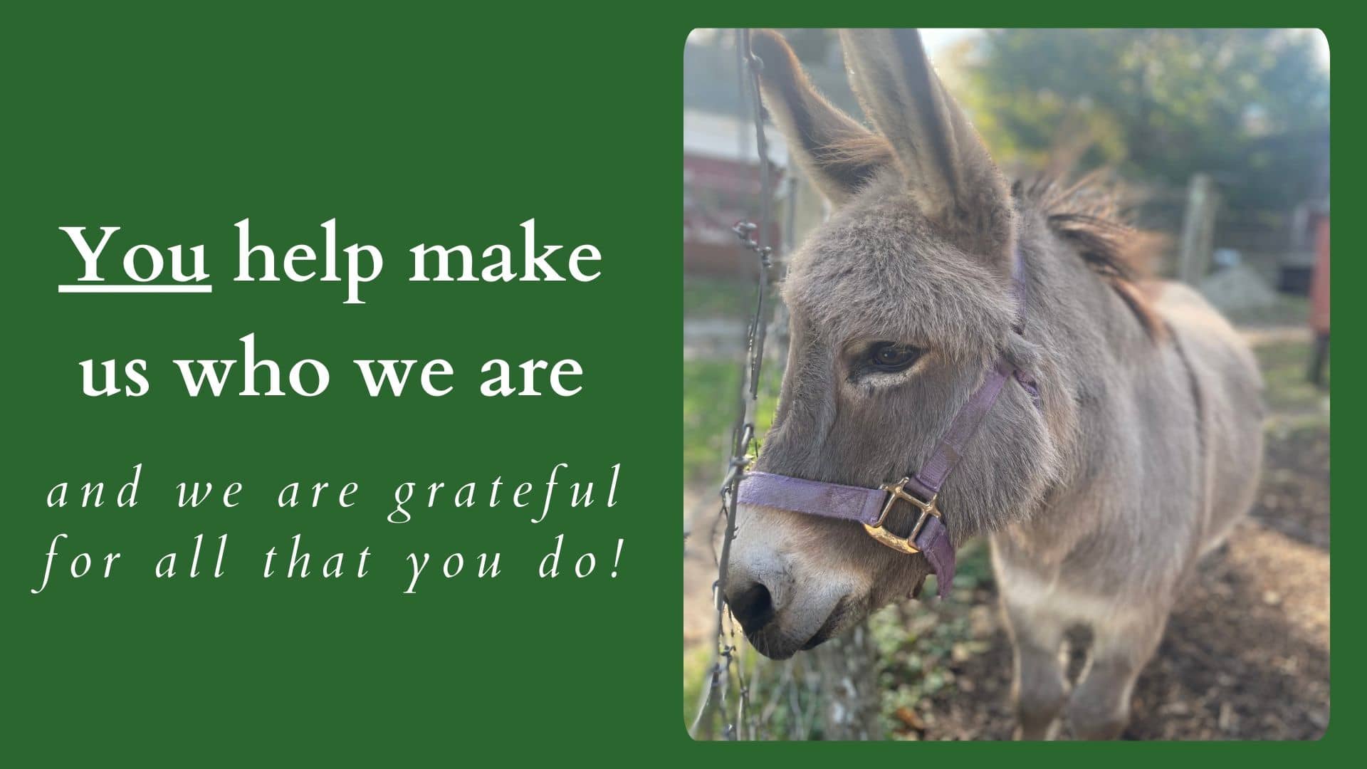 Friends of Holly Hill Farm A year in video 2023 on Vimeo