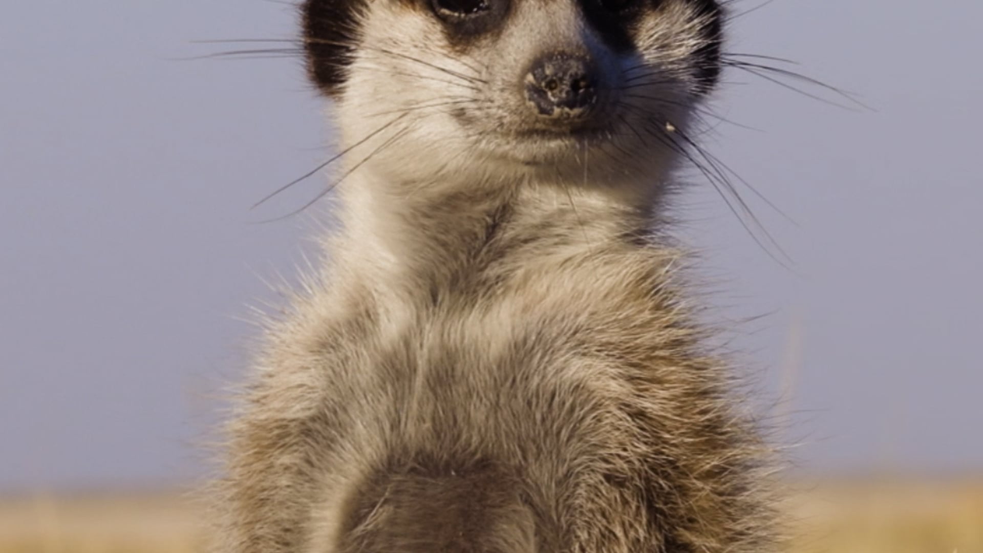 Samsung_account_meerkat