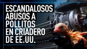 Pollitos ahogados, hervidos y triturados en criadero de EE.UU