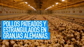 Pollos pateados y estrangulados en granjas alemanas