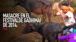 El sacrificio animal en el Festival de Gadhimai  Investigación 2014