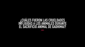 Crueldad infligida a los animales en el Festival de Gadhimai