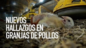 Tesco Cada polluelo sufre