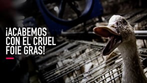 El cruel foie gras