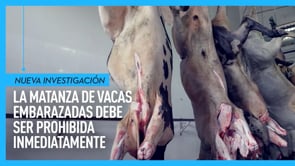 Matanza de vacas embarazadas
