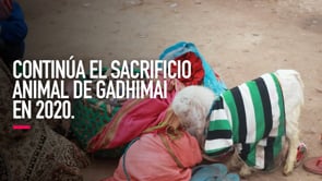 Continúa el sacrificio animal de Gadhimai en 2020