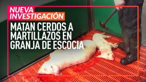 Matan cerdos a martillazos en granja de Escocia